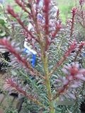 Podocarpus alpinus Red Tip - Steineibe Red Tip