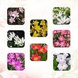 Zephyranthes zwiebeln - blumen geschenk, deko wohnzimmer Zephyranthes blumenzwiebeln, blumen zwiebeln, minigarten blumen pflanzen, gartenblumen flowers decoration, zimmerpflanzen 18p