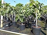 Feigenbaum kompakt 80-100 cm, Obstbaum, winterhart, Ficus Carica, Feige