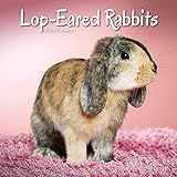 Lop-eared Rabbits - Widderkaninchen 2024 - 16-Monatskalender: Original Avonside-Kalender [Mehrsprachig] [Kalender] (Wall-Kalender)