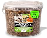 UGF - Premium Mehlwürmer getrocknet 3 Liter Eimer - 480g, Vogelfutter Wildvögel Ganzjährig, Igelfutter, Eichhörnchen Futter, Hamster Futter
