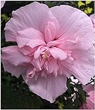 BALDUR Garten Gefüllter Hibiskus Chiffon pink 1 Pflanze Hibiscus syriacus winterhart