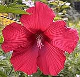20 Stück Erbstück Hibiscus Samen Starke Anpassungsfähigkeit Mehrjährige Blumen Für Die Gartenarbeit Dekorieren Pflanzung
