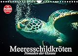 Meeresschildkröten. Nomaden der Ozeane (Wandkalender 2022 DIN A4 quer) [Calendar] Stanzer, Elisabeth [Calendar] Stanzer, Elisabeth