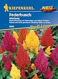 Kiepenkerl Profi-Line Federbuschsamen Mischung 3503 – Bunte Blumensamen Mischung - Robust und leicht gedeihend - Höhe ca. 50 cm - Wildblumensamen, Saatg