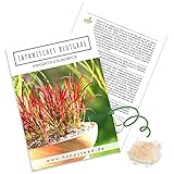 Japanische Blutgras Samen (Imperata cylindrica) - Winterhartes Ziergras mit feuerroten Blättern ideal für Garten, Balkon oder Terrasse