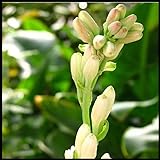 Winterhart/Tuberosezwiebeln/Bonsai große Blüten, exotisch, Einfach zu züchten, E Nin Muss für Anfänger-4Zwiebeln,B