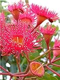 100 PC/Beutel seltene Regenbogen-Eukalyptus-Blüte Samen, Tropischer Baum Samen, Eukalyptus-Anlage für Hausgarten Zier Bonsai 10