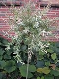 Harlekinweide Salix integra Hakuro Nishiki 60 cm Stammhöhe im 5 Liter Pflanzcontainer