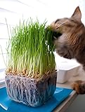 Lunas Katzengrassamen ♥ - 1 Beutel mit 90g Saatmischung für ca. 45 Töpfe fertiges Katzengras in wiederverschliessbarem Beutel