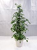 [Palmenlager] - Ficus benjamini'Exotica' 160/170 cm/Zimmerpflanze