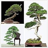 hua xian zi Japanische Schwarzkiefersamen - BONSAI TREE - exotischer Baum/Zimmerpflanze - 30 Samen