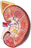 Anatomie Modell, Menschliches Nierenanatomie-Modell - anatomisches Nierenmodell - beinhaltet Anatomie der Nebennieren und der S-3x-Vergrößerung - für ärztliche Schulungshilfe für medizinische Demonstr