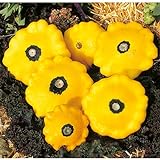 Patisson-Zucchini 'Sunburst F1', gelb - Pflanze im Topf 11 cm in Gärtnerqualität von Blumen Eber - 11cm