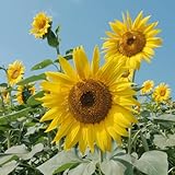 sonnenblumen samen bio, wildblumen balkonblumen, schnittblumen samen sonnenblumensamen geschenk - blumen balkon, garten geschenke für frauen winterharte pflanzen für garten, 600p