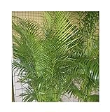 Areca Palme -GOLDFRUCHTPALME- 10 Samen -Schöne Zimmerpflanze-