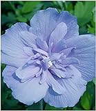 BALDUR Garten BALDUR-GartenGefüllter Hibiskus Chiffon blau 1 Pflanze Hibiscus syriacus winterhart