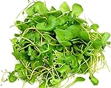 Postelein - Winterportulak - Claytonia perfoliata - Salat - Portulak - 200 Samen
