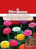 Zinnie Samen Lilliput Mischung Zinniensamen Bienenfreundlich Schnittblume Rabatten ca 70 Korn Saatgut Blumensamen Dürr S
