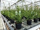 gruenwaren jakubik 5x Ilex crenata 'Convexa' 70-90 cm Heckenpflanze, Premiumqualität