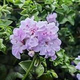 pelargonium geranien samen hängend, bonsai samen, winterharte kübelpflanzen kräuterpflanzen, blumen für balkon samen alte sorten, blumensamen balkon blumensamen mehrjährig winterhart 60p