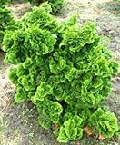 Muschelzypresse Chamaecyparis obtusa Nana Gracilis 20-25 cm breit im 1,5 Liter Top