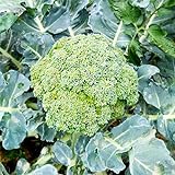 CHTING 500 Stück Zweijährige Brokkolisamen Sind Kältebeständig Und Mit Dichten Kleinen Löchern Bedeckt Frisches Gemüse Geeignet Für Balkonbepflanzung Topfpflanzen