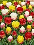 CSL Sunrise - Premium Mix ' Ice Cream ' 25 Stück gefüllte Tulpen Tulipa Blumenzwiebeln Tulpenzwiebeln Früh und Spätblüher