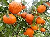 100Pcs Citrus Samen Frische Süße Saftige Mehrjährige Obst Non-GMO Heirloom Samen Indoor Outdoor Pflanzen Blühende Duftenden Röschen Zier Baum