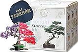 valeaf Bonsai Starter Kit - SUMMER SALE - Züchten Sie Ihren eigenen Bonsai Baum - Anzuchtset inkl. 4 Sorten Bonsai Samen & Zubehör - für Anfänger - das ideale Geschenk zum Baum pflanzen