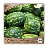 Samenliebe BIO Wassermelonen Samen alte Sorte Crimson Sweet süße Melone rund rot 10 Samen samenfestes Gemüse Saatgut für Gewächshaus Freiland und Balkon BIO Gemüsesamen