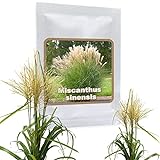 RIESEN CHINASCHILF ca.100 Samen - Silberfeder - Miscanthus chinensis winterhart - Prächtiges Gras für den Garten - ideal als Ufer Pflanze für den Gartenteich, als Sichtschutz oder als Begrenzung geeignet