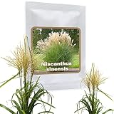 RIESEN CHINASCHILF ca.100 Samen - Silberfeder - Miscanthus chinensis winterhart - Prächtiges Gras für den Garten - ideal als S