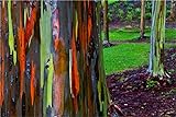 Schöner Eucalyptus Deglupta - Rainbow Gum - Seltene exotische tropischer Baum Bonsai Samen (50)