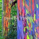 SEED 30/Bag Rare Rainbow Eucalyptus deglupta, Tree, Bonsai, houseseed, Greenhouse