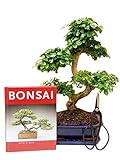 Anfänger Bonsai-Set Liguster, ca. 30-35cm, 4 teiliges Sparset (1 Liguster-Bonsai, 1 Schere, 1 Untersetzer, 1 Bonsaibuch)