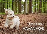 Havaneser - Herz aus Gold (Wandkalender 2022 DIN A4 quer)