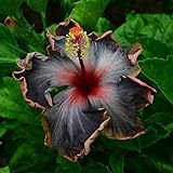 10 Rare Schwarz Rosa Lila Hibiskus Samen Perinnal Riesen-Blüten Tropical Bloom