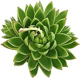 Fangblatt - Echeveria agavoides Miranda - erstaunliches Dickblatt im Ø 12 cm Topf, ca. 20 cm ? -pflegeleichte Zimmerpflanze