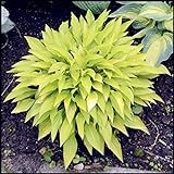 Seltene Pflanze,Hosta Rhizom,Hosta Pflanze Winterhart,Gartenblühende Pflanze,Für Gärten und Topfpflanzen,Anpassungsfähig-8 Rhizom,d