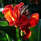Starker Indisches Blumenröhren-Rhizom,Blumenrohr Pflanzen,Magie dekorative Pflanze,Luft reinigen-2 Rhizome