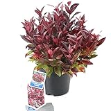Leucothoe axilaris 'Zeblid’-Traubenheide kleiner winterharter immergrüner Strauch, Topfgröße 17