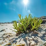 meeresspargel samen gemüse bio saatgut, pflanzensamen meeresspargel frisch samen gartenpflanzen winterhart mehrjährig gemüsesamen alte sorten, gemüsepflanzen wintergemüse samen 300p