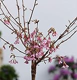Hochstamm Zierkirsche Okame 100-125cm - Prunus Okame