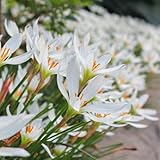 Zephyranthes zwiebeln - balkon blumen, pflanzen züchten Zephyranthes blumenzwiebeln, blumenzwiebel, balkonpflanzen blumen zwiebeln, minigarten flowers decoration, zimmerpflanzen garten 12p