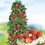 Meine Klettererdbeerplanzen - 5er-Pack - Erdbeere- Erdbeerbaum - Französischer Produzent