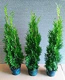 15 Thuja Pflanzen Smaragd im Topf, Thuja Smaragd, Höhe: 50-60 cm