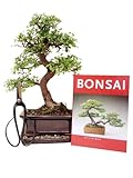 Bonsai Geschenkset Anfänger Sparset chinesische Ulme, ca. 9 Jahre, ca. 30-35 cm hoch