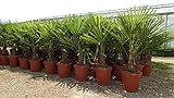 gruenwaren jakubik Palme XL 120-140 cm Trachycarpus fortunei, Hanfpalme, winterhart bis -18°C