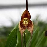 TENGGO Egrow 200 STÜCKE Garten Bonsai Blume AFFE Gesicht Orchideen Samen Innen Mehrere Sorten Pflanzen - 3